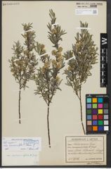 Foto von Salix repens subsp. rosmarinifolia (L.) Andersson